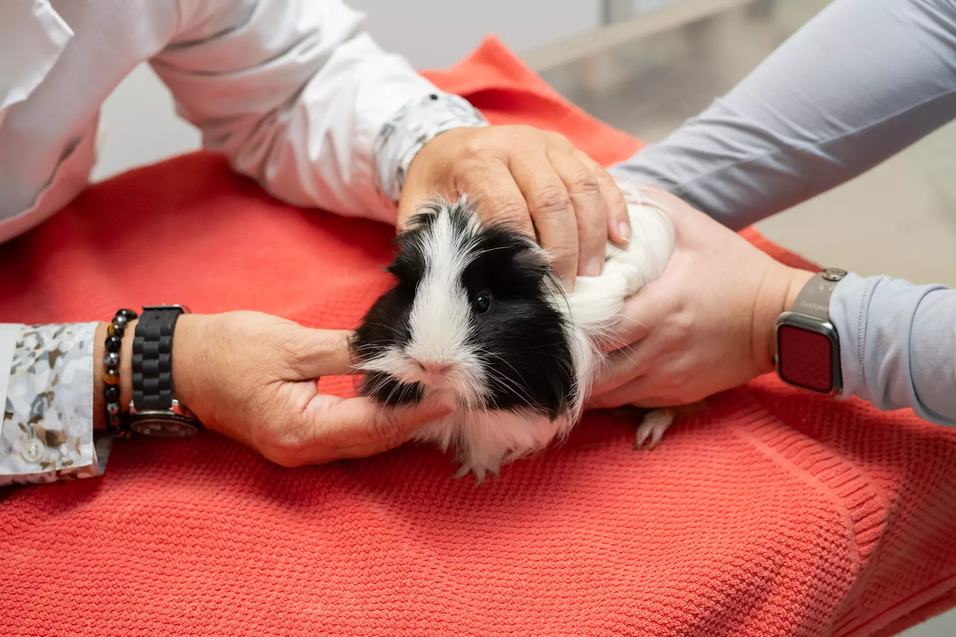 Exotic Pet services  Honolulu, HI 