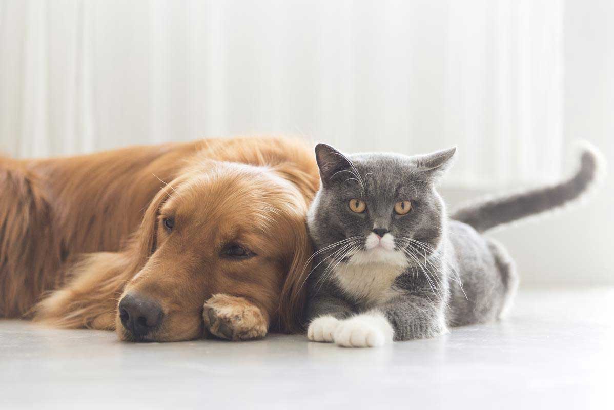 about our veterinary practice  Honolulu, HI 